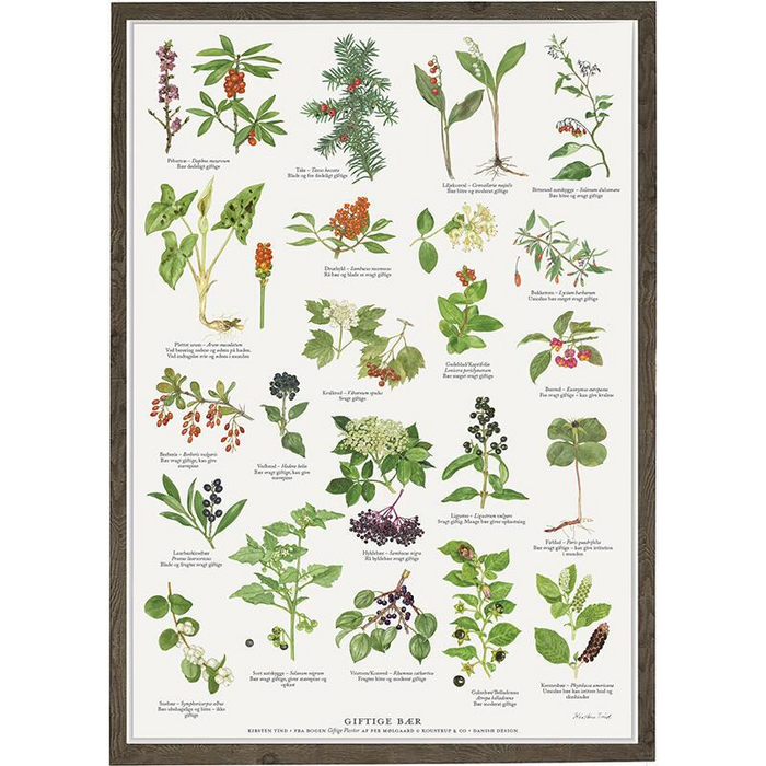 Giftige Beeren - Poster
