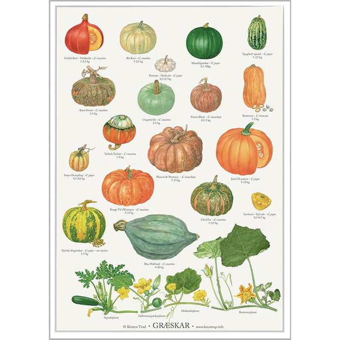 Kürbis - Poster
