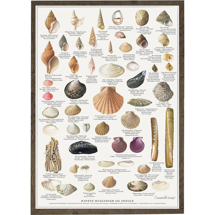 Muscheln und Schnecken - Poster