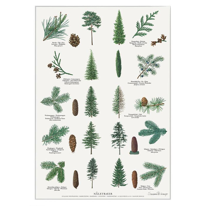 Nadelbäume - Poster