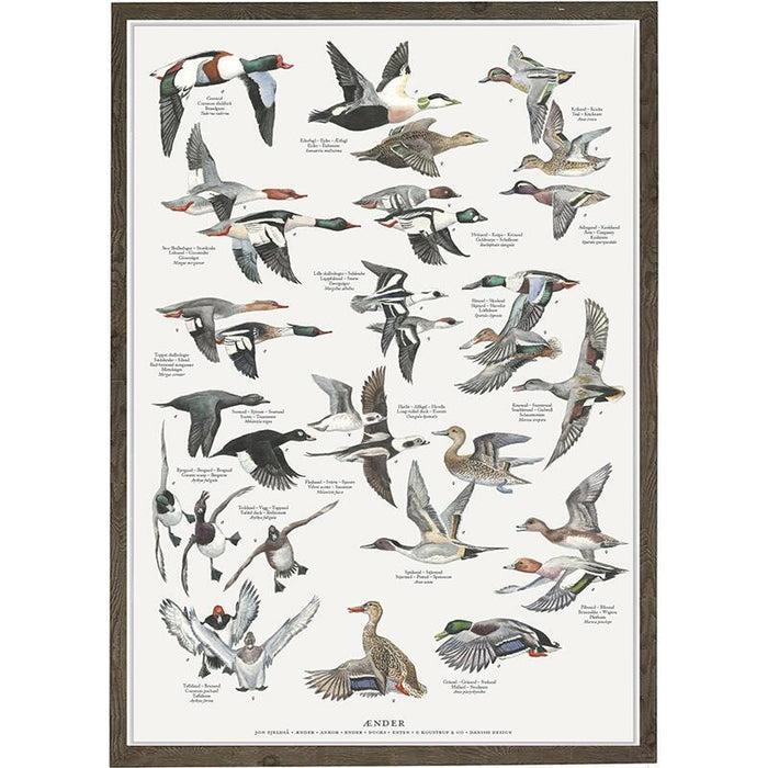 Entenvögel - Poster