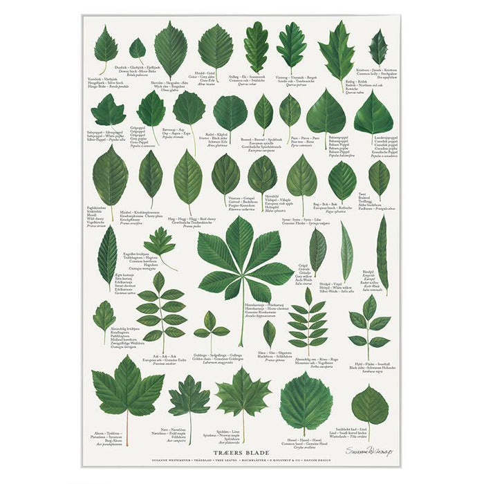 Blätter der Bäume - Poster