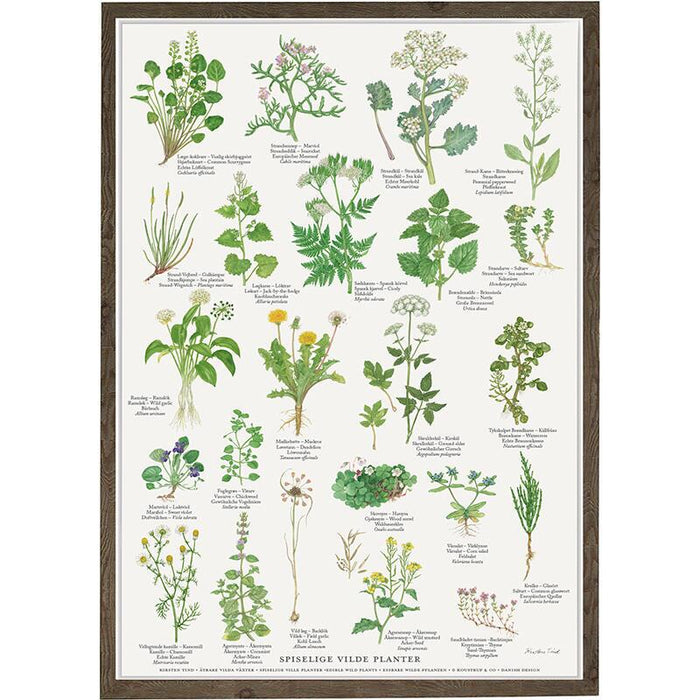 Essbare Wildpflanzen - Poster