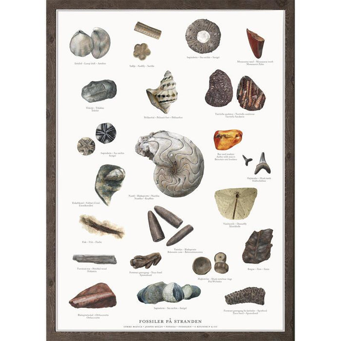 Fossilen - Poster
