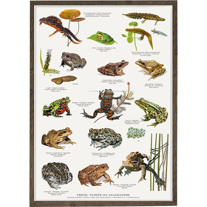 Frösche, Kröten und Salamander - Poster