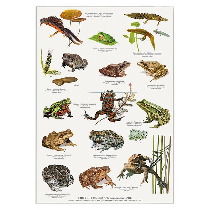 Frösche, Kröten und Salamander - Poster