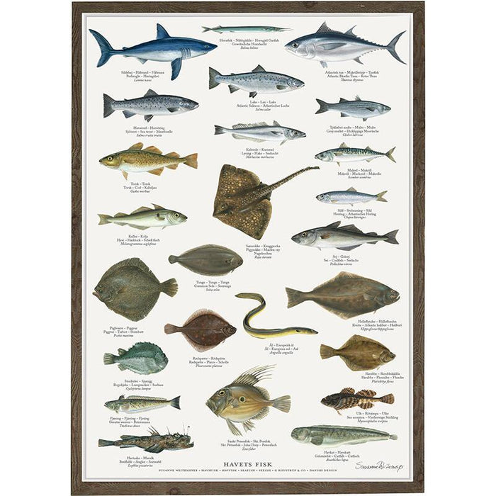 Meeresfische der nordischen See - Poster