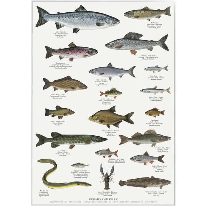 Süßwasserfische - Poster